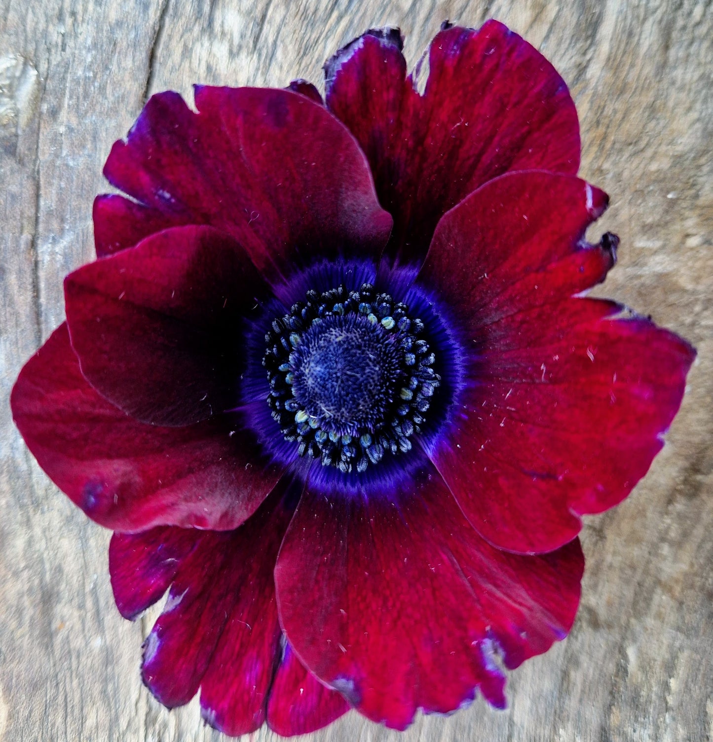 Floral Subscription