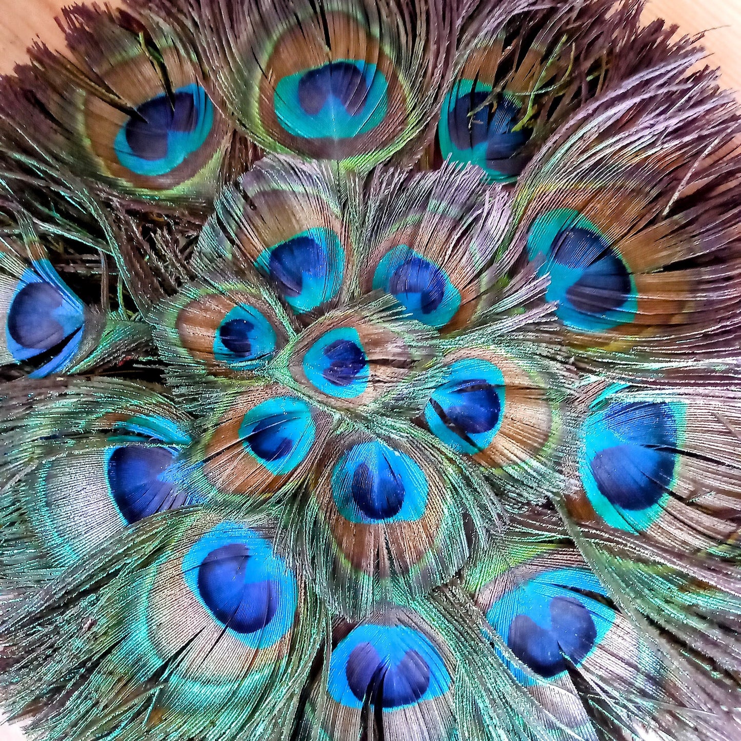 Antique Art Deco Fan: Peacock Feather Fan/Antique Fan/Vintage Fan/Feather Fan